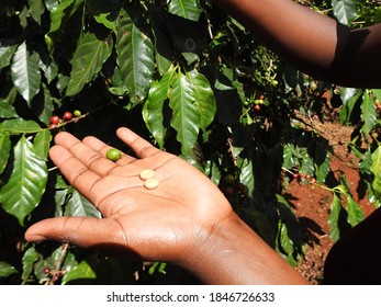 Coffee Beans In A Coffee Farm, Kenya