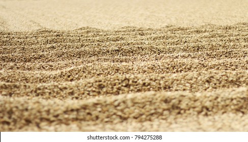 Coffee beans in the ground - Shutterstock ID 794275288