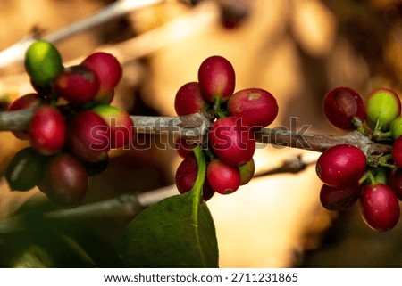 Coffee Beans Growing on the Tree in Guatemala