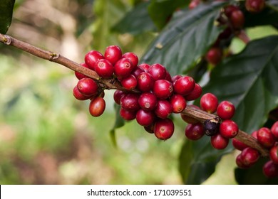 Coffee Beans On Plant In The Garden Close To Harvest