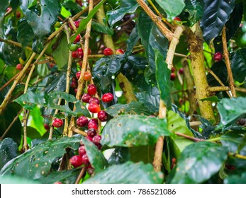 coffee beans on tree