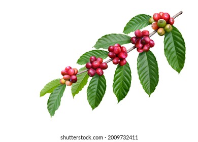 Coffee beans on a tree branch with leaves isolated on white background. Clipping path