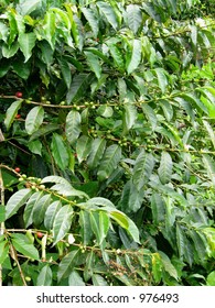 Coffee beans on tree starting to ripen