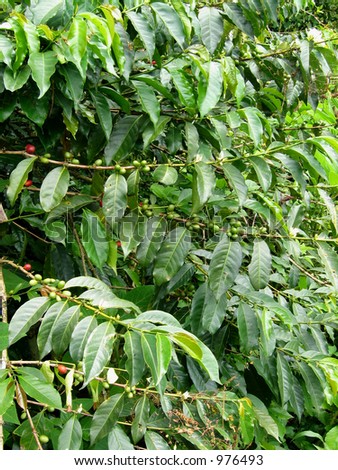 Coffee beans on tree starting to ripen