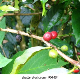 Coffee beans on tree in various stages of ripeness