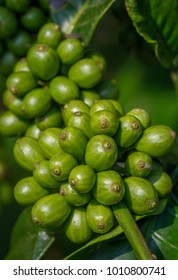 Coffee Beans In A Coffee Plantation In Southern India