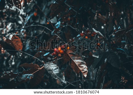 Similar – Image, Stock Photo Close-up of red berries and leaves of schinus molle in nature