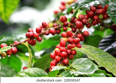 Coffee beans ripening, fresh coffee,red berry branch, industry agriculture on tree in North of thailand - Powered by Shutterstock