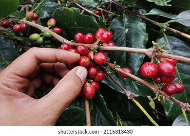 Coffee beans ripening on a tree                                                                                                                                                                        