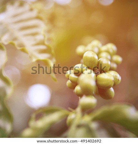 Coffee beans ripening on tree