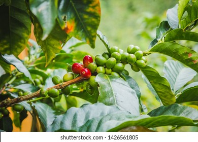 Coffee Beans In Salento, Colombia