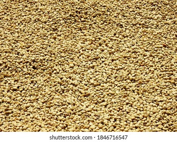 Coffee Beans Texture In A Coffee Farm, Kenya