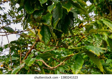 Coffee Beans Tree In Cuban Countryside Village Vinales Cuba On The Farm In The Middle Of Caribbean Nature Tropical Plantation Fields