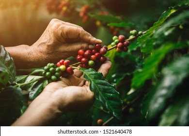 [coffee berries] Close-up arabica coffee berries with agriculturist hands - Powered by Shutterstock