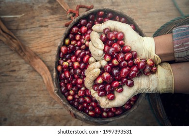 coffee berries on agriculturist hands, heart shaped - Powered by Shutterstock