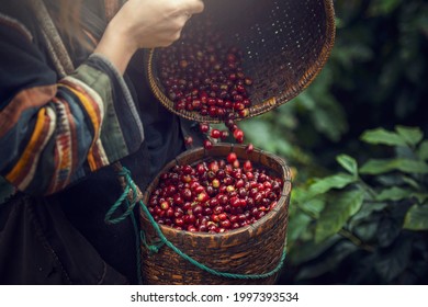 coffee berries on agriculturist hands