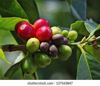 Coffee berries on branch. Location: a coffee plantation in Boquete, Chiriqui, Panama (Central America). - Shutterstock ID 137563847