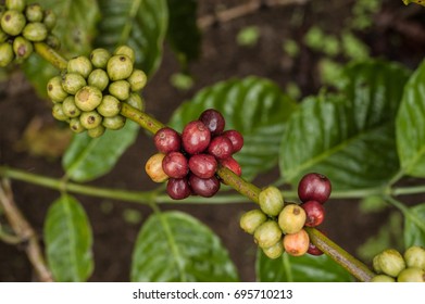 Coffee Berries, Sumatra Coffee Indonesia 