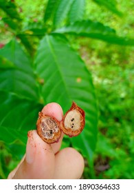 The Coffee Berry Borer Is An Important Pest. To Grow Coffee.