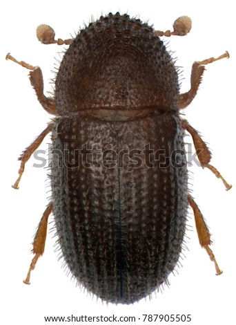 The coffee borer beetle or coffee berry borer (Hypothenemus hampei) is an insect belonging to the bark beetles (Scolytinae). Isolated on a white background