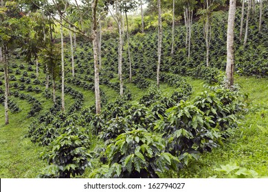 Coffee Bushes In A Shade-grown Organic Coffee Plantation On The Western Slopes Of The Andes In Ecuador