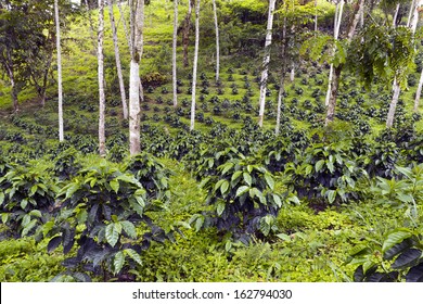 Coffee Bushes In A Shade-grown Organic Coffee Plantation On The Western Slopes Of The Andes In Ecuador