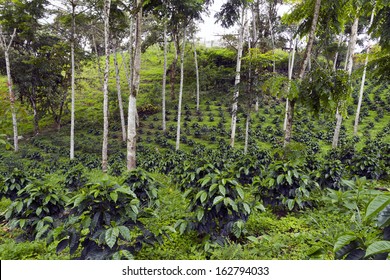 Coffee Bushes In A Shade-grown Organic Coffee Plantation On The Western Slopes Of The Andes In Ecuador