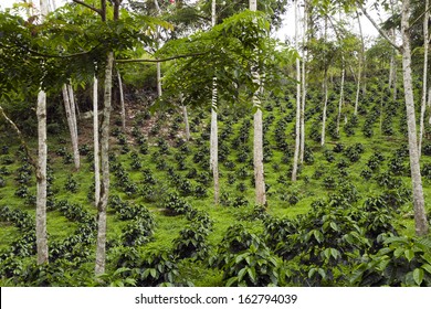 Coffee Bushes In A Shade-grown Organic Coffee Plantation On The Western Slopes Of The Andes In Ecuador