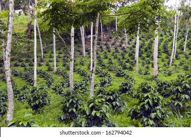 Coffee Bushes In A Shade-grown Organic Coffee Plantation On The Western Slopes Of The Andes In Ecuador