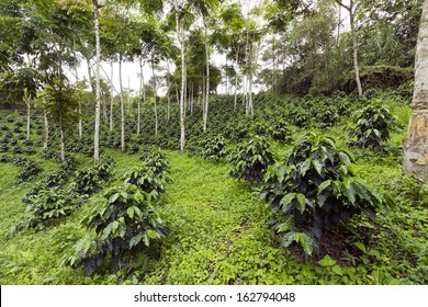 Coffee Bushes In A Shade-grown Organic Coffee Plantation On The Western Slopes Of The Andes In Ecuador