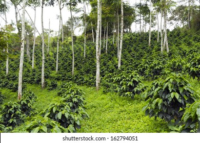 Coffee Bushes In A Shade-grown Organic Coffee Plantation On The Western Slopes Of The Andes In Ecuador