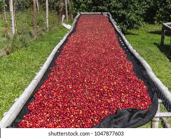 Coffee cherries lying to dry on bamboo raised beds in boquete panama