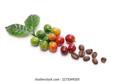 Coffee Cherry Beans And Leaves