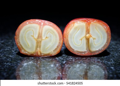 Coffee Cherry Cross Section.