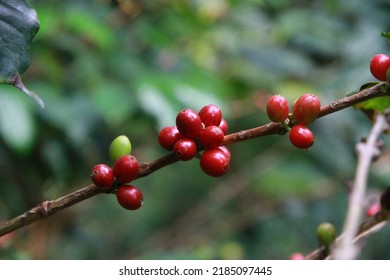 Coffee Cherry On Coffee Tree Branch In Coffee Forest