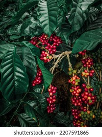 Coffee Cherry , Coffee Plantation Coorg (robusta)