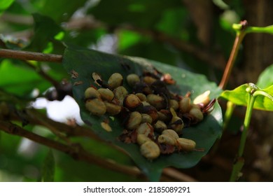 Coffee Cherry Pulp Dry Cascara