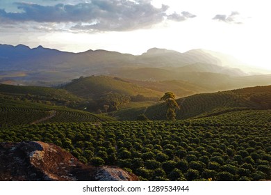 Coffee Crop Arabica, At Sunset In The Mountains East Of The State Of Minas Gerais Brazil, Largest Producer Of Coffee On The Planet