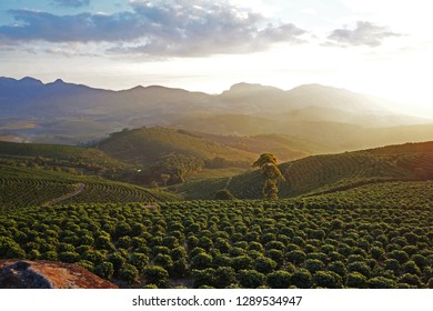 coffee crop arabica, at sunset in the mountains east of the state of minas gerais Brazil, largest producer of coffee on the planet - Shutterstock ID 1289534947