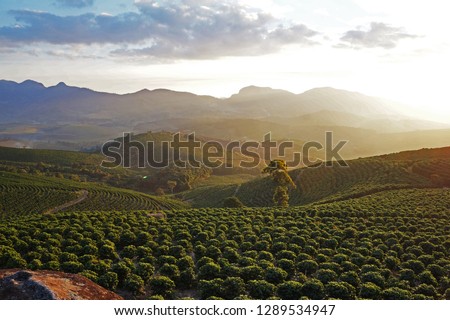 coffee crop arabica, at sunset in the mountains east of the state of minas gerais Brazil, largest producer of coffee on the planet