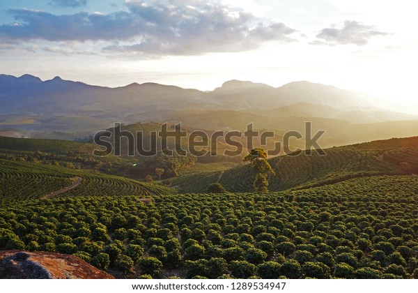 coffee crop arabica, at sunset in the mountains\
east of the state of minas gerais Brazil, largest producer of\
coffee on the planet