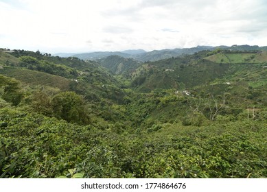 Coffee Cultural Landscape, Cordillera De Los Andes