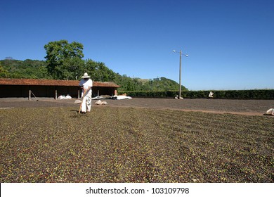 Coffee Drying After Harvest Farm On Brazil