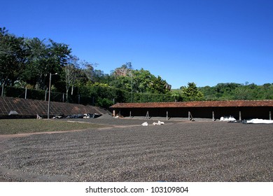 Coffee Drying After Harvest Farm On Brazil