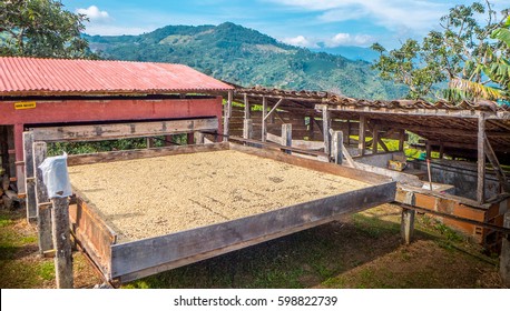 Coffee Drying Process Colombia