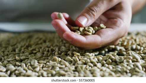 A Coffee Experienced Man Checked Coffee Beans Roasting To See The Texture, Color, Selection Of High Quality. Concept Of Italy, Superior Quality And Attention To Detail Of The Coffee And Love Of Nature