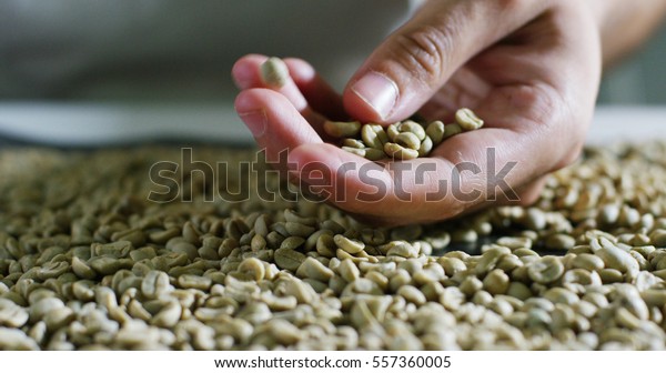 A coffee experienced man checked coffee beans\
roasting to see the texture, color, selection of high quality.\
concept of Italy, superior quality and attention to detail of the\
coffee and love of nature