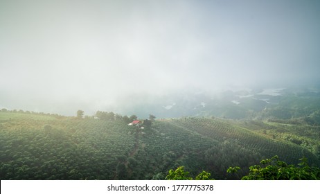 Coffee Farm In Dak Nong, Vietnam. 