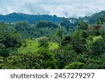 Coffee farm in the majestic Andes Mountains around Jerico, Jericó, Antioquia, Colombia. Fields, banana trees. Green landscape.