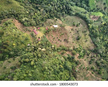 Coffee Farm On Mountain Background Above Drone View